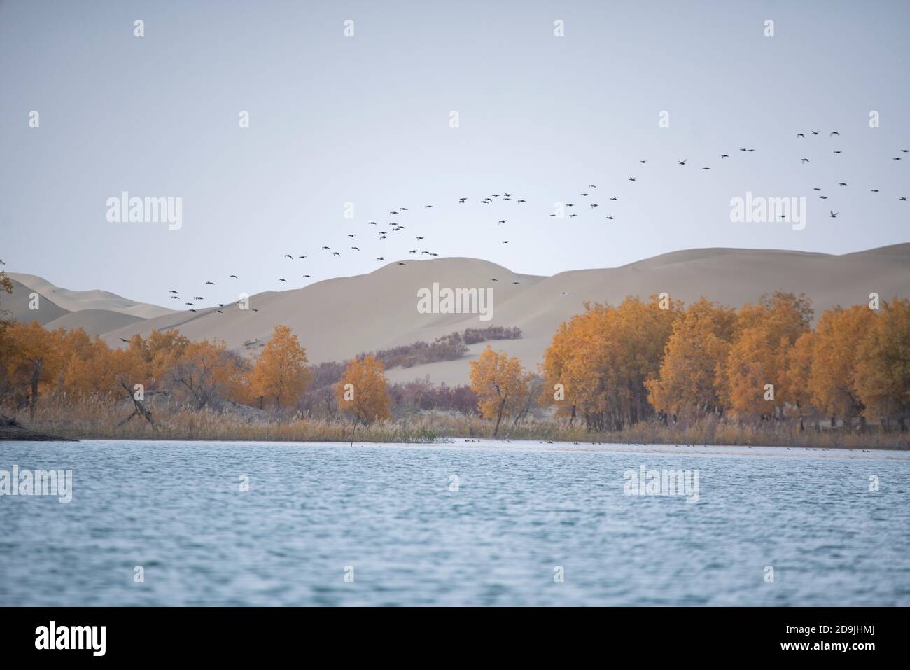 View of the populus euphratica forest by the Tarim River in Xinjiang Uyghur autonomous region, 22 October 2020. Stock Photo