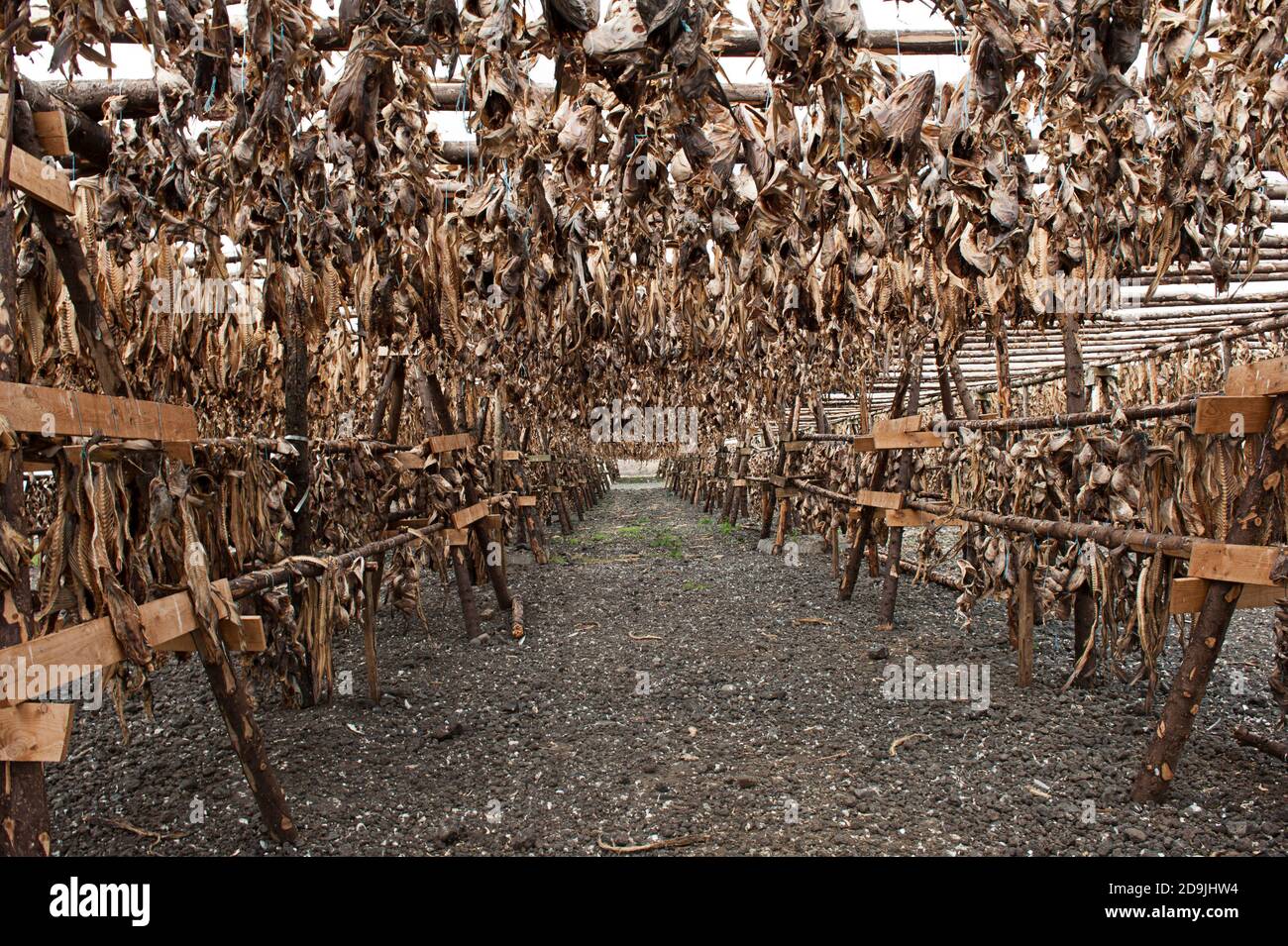 Stockfish cod drying in the sun hanging on the wooden construction ...