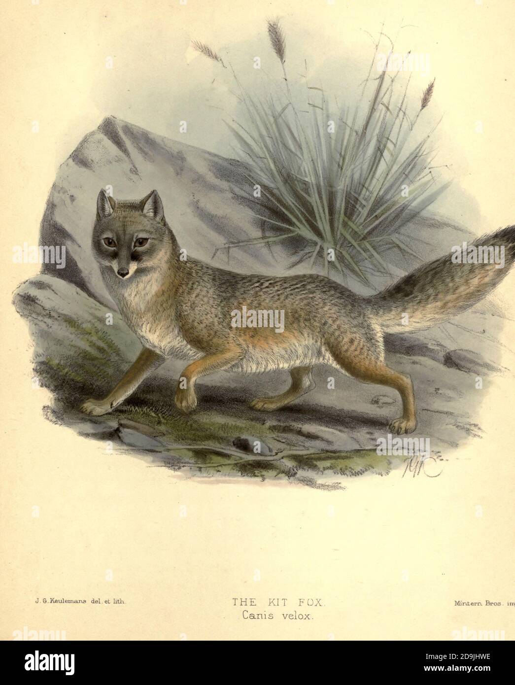 The kit fox (Vulpes macrotis [here as Canis velox]) is a fox species of