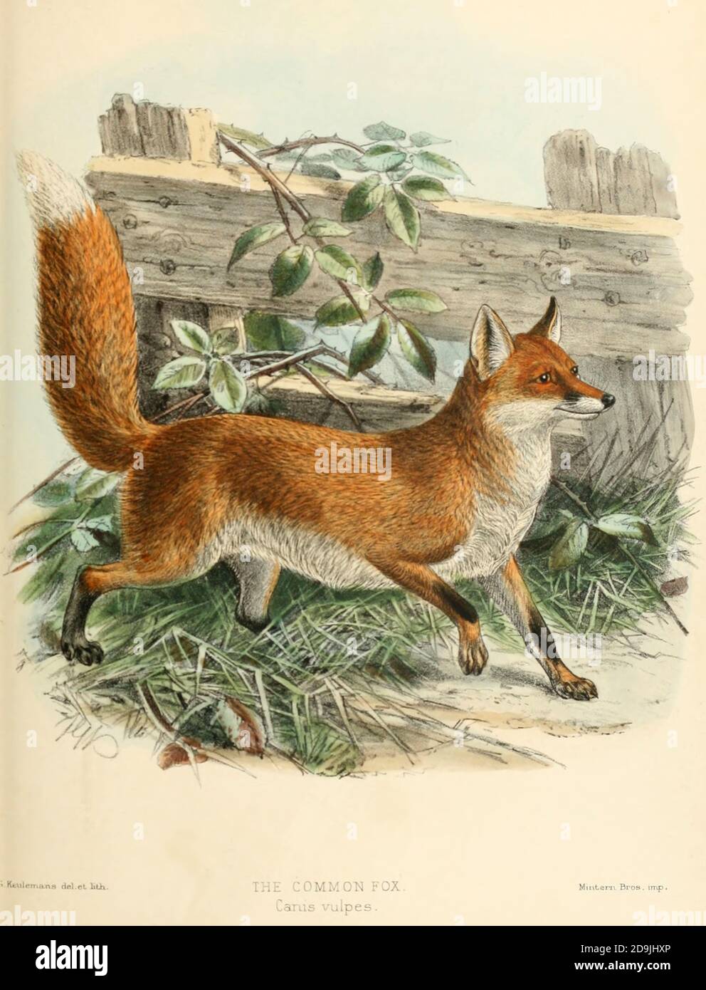 Red fox or Common Fox (Vulpes vulpes [Here as Canis vulpes]) From the Book Dogs, Jackals, Wolves and Foxes A Monograph of The Canidae [from Latin, canis, 'dog') is a biological family of dog-like carnivorans. A member of this family is called a canid] By George Mivart, F.R.S. with woodcuts and 45 coloured plates drawn from nature by J. G. Keulemans and Hand-Coloured. Published by R. H. Porter, London, 1890 Stock Photo