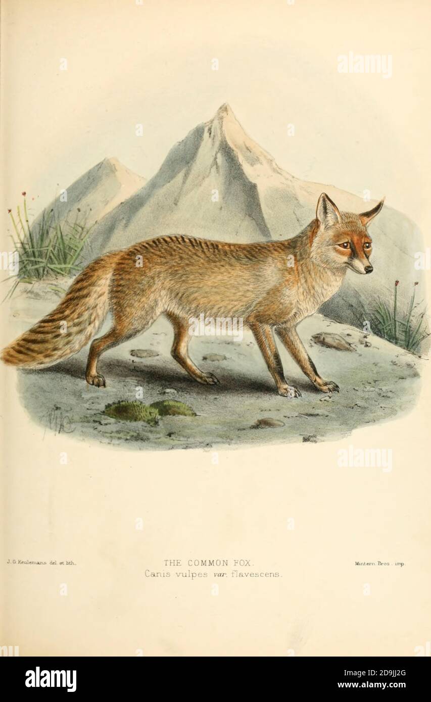 Red fox or Common Fox (Vulpes vulpes [Here as Canis vulpes]) From the Book Dogs, Jackals, Wolves and Foxes A Monograph of The Canidae [from Latin, canis, 'dog') is a biological family of dog-like carnivorans. A member of this family is called a canid] By George Mivart, F.R.S. with woodcuts and 45 coloured plates drawn from nature by J. G. Keulemans and Hand-Coloured. Published by R. H. Porter, London, 1890 Stock Photo