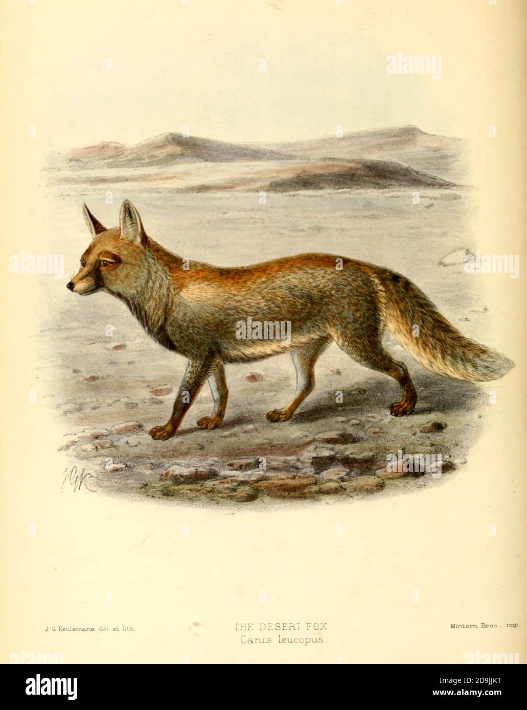 Desert Fox (Canis leucopus) From the Book Dogs, Jackals, Wolves and Foxes A Monograph of The Canidae [from Latin, canis, 'dog') is a biological family of dog-like carnivorans. A member of this family is called a canid] By George Mivart, F.R.S. with woodcuts and 45 coloured plates drawn from nature by J. G. Keulemans and Hand-Coloured. Published by R. H. Porter, London, 1890 Stock Photo