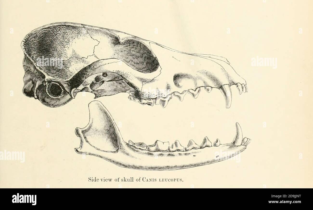 side view of a Skull of a Desert Fox (Canis leucopus) From the Book Dogs, Jackals, Wolves and Foxes A Monograph of The Canidae [from Latin, canis, 'dog') is a biological family of dog-like carnivorans. A member of this family is called a canid] By George Mivart, F.R.S. with woodcuts and 45 coloured plates drawn from nature by J. G. Keulemans and Hand-Coloured. Published by R. H. Porter, London, 1890 Stock Photo