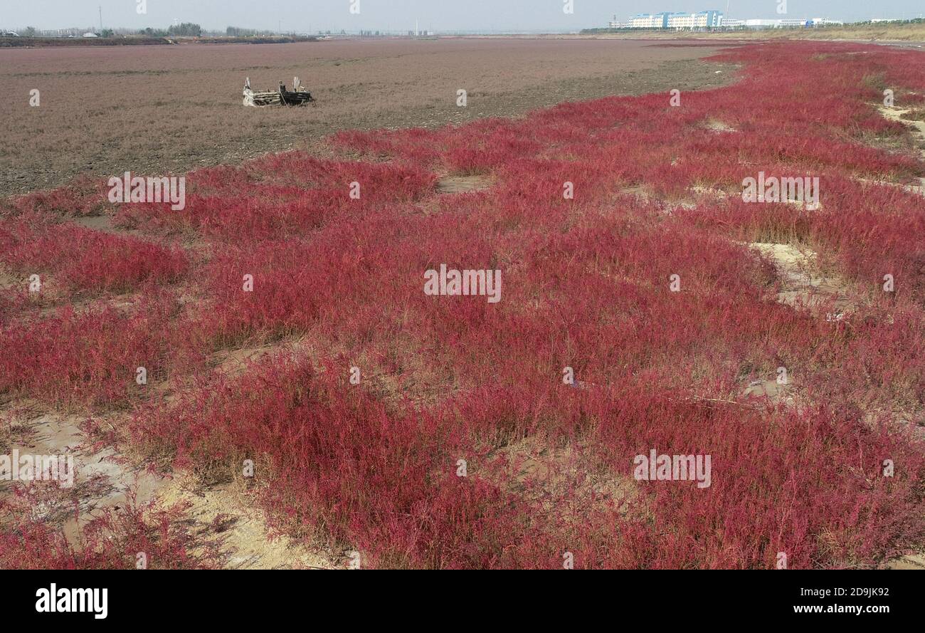 Aerial view of Jiaozhou Bay, which is dyed red by suaeda in Qingdao city, east China's Shandong province, 25 October 2020. Stock Photo