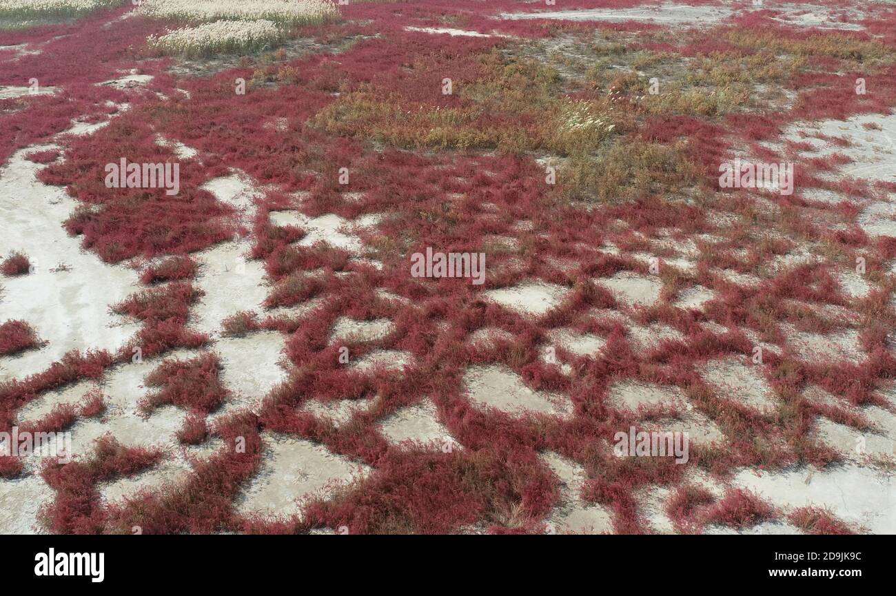 Aerial view of Jiaozhou Bay, which is dyed red by suaeda in Qingdao city, east China's Shandong province, 25 October 2020. Stock Photo