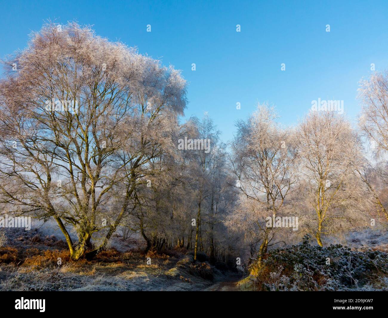 Frost covered trees in winter at Cannock Chase in Staffordshire England