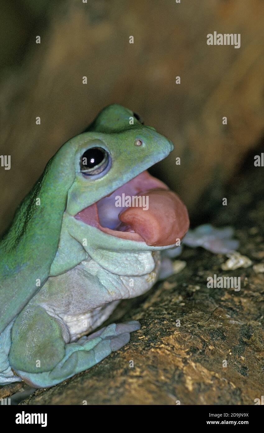 Tree frog tongue hi-res stock photography and images - Alamy