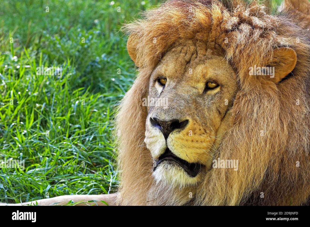 AFRICAN LION panthera leo, PORTRAIT OF MALE Stock Photo - Alamy