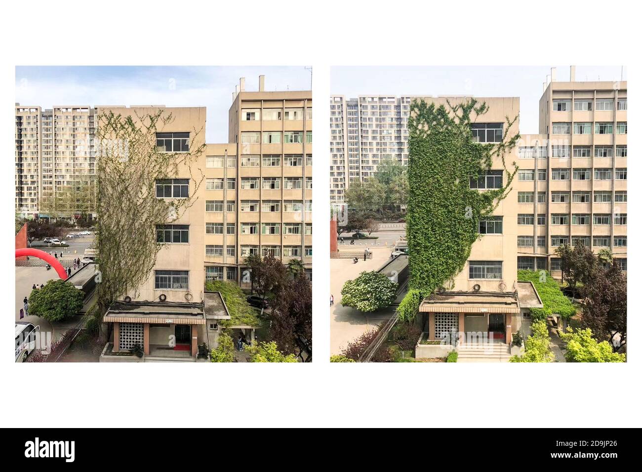 The outer wall of the teaching building of Xi'an University of Technology Jinhua Campus is covered with boston ivy, Xi¯an city, Northwest China¯s Shan Stock Photo