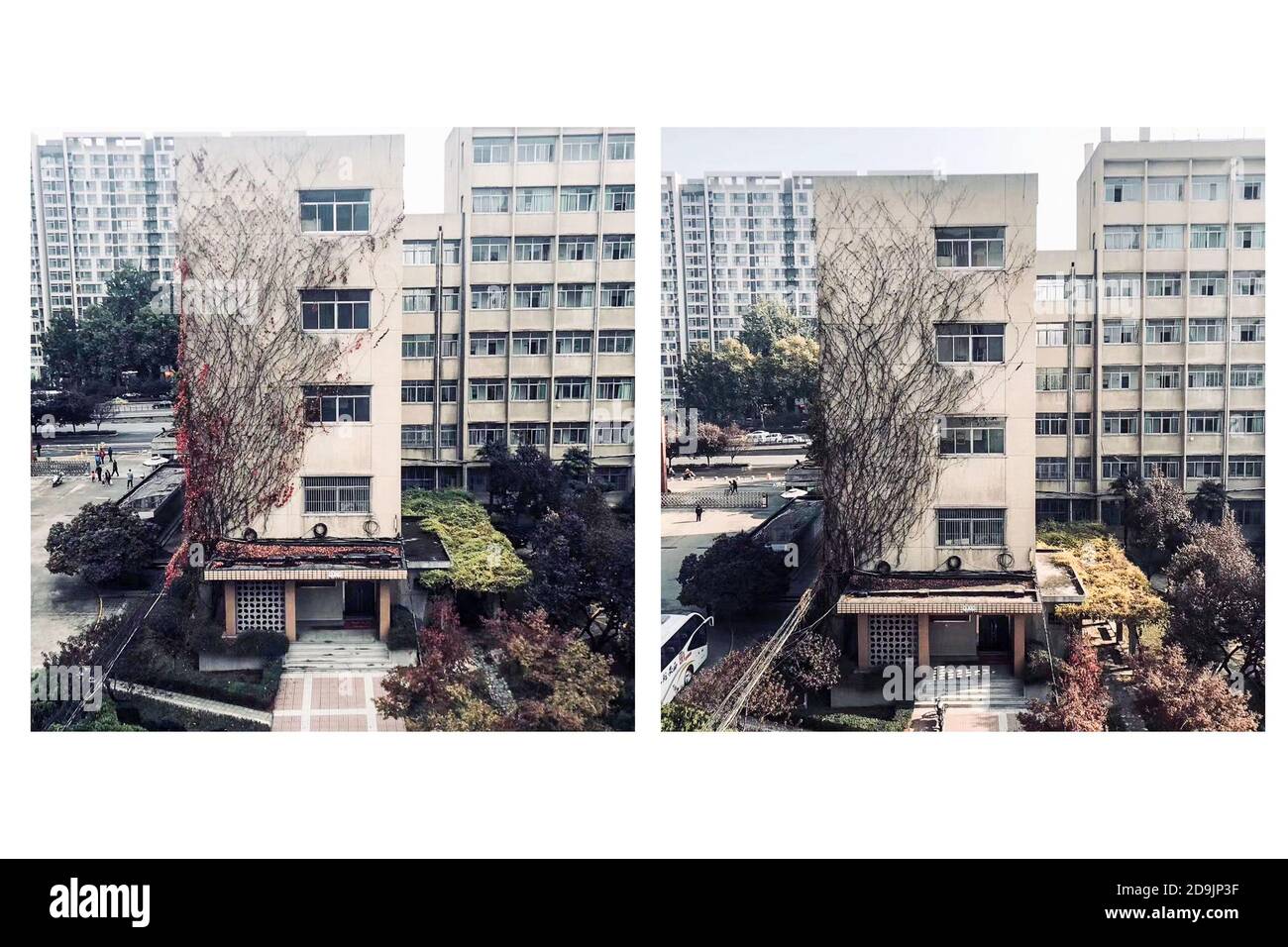 The outer wall of the teaching building of Xi'an University of Technology Jinhua Campus is covered with boston ivy, Xi¯an city, Northwest China¯s Shan Stock Photo