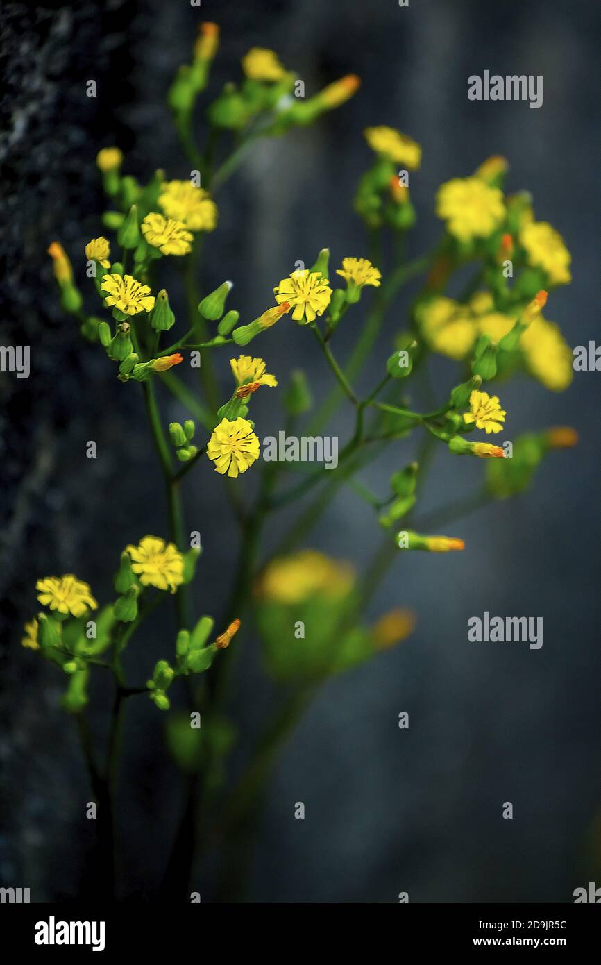 Little yellow flowers by the roadside Stock Photo Alamy