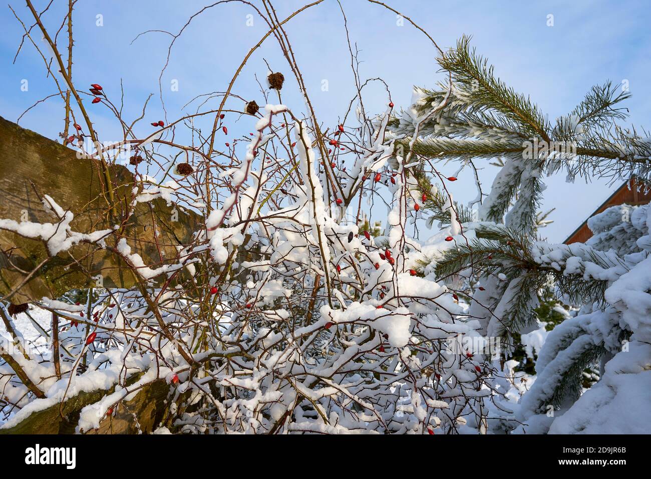 wild rose bush covered in snow in winter Stock Photo Alamy