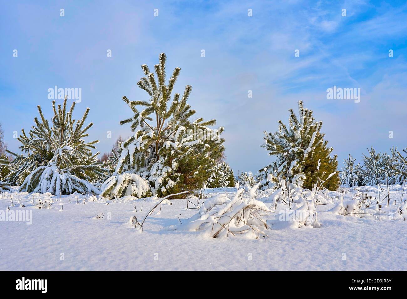 Small pines hi-res stock photography and images - Alamy