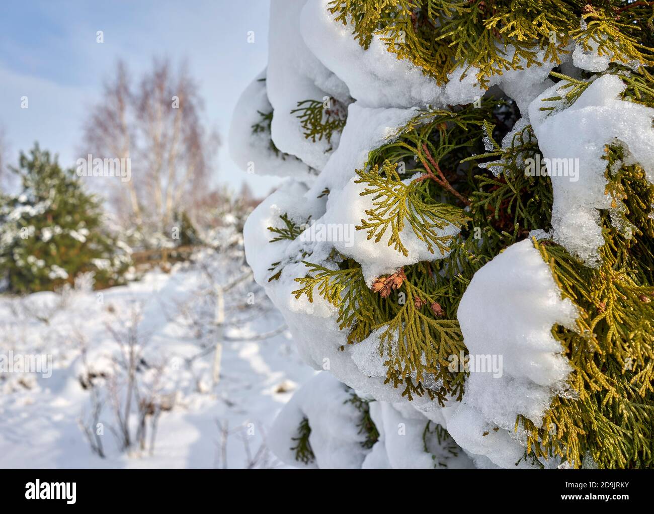 Thuja branches covered with snow on a sunny winter day, Thuja occidentalis Stock Photo