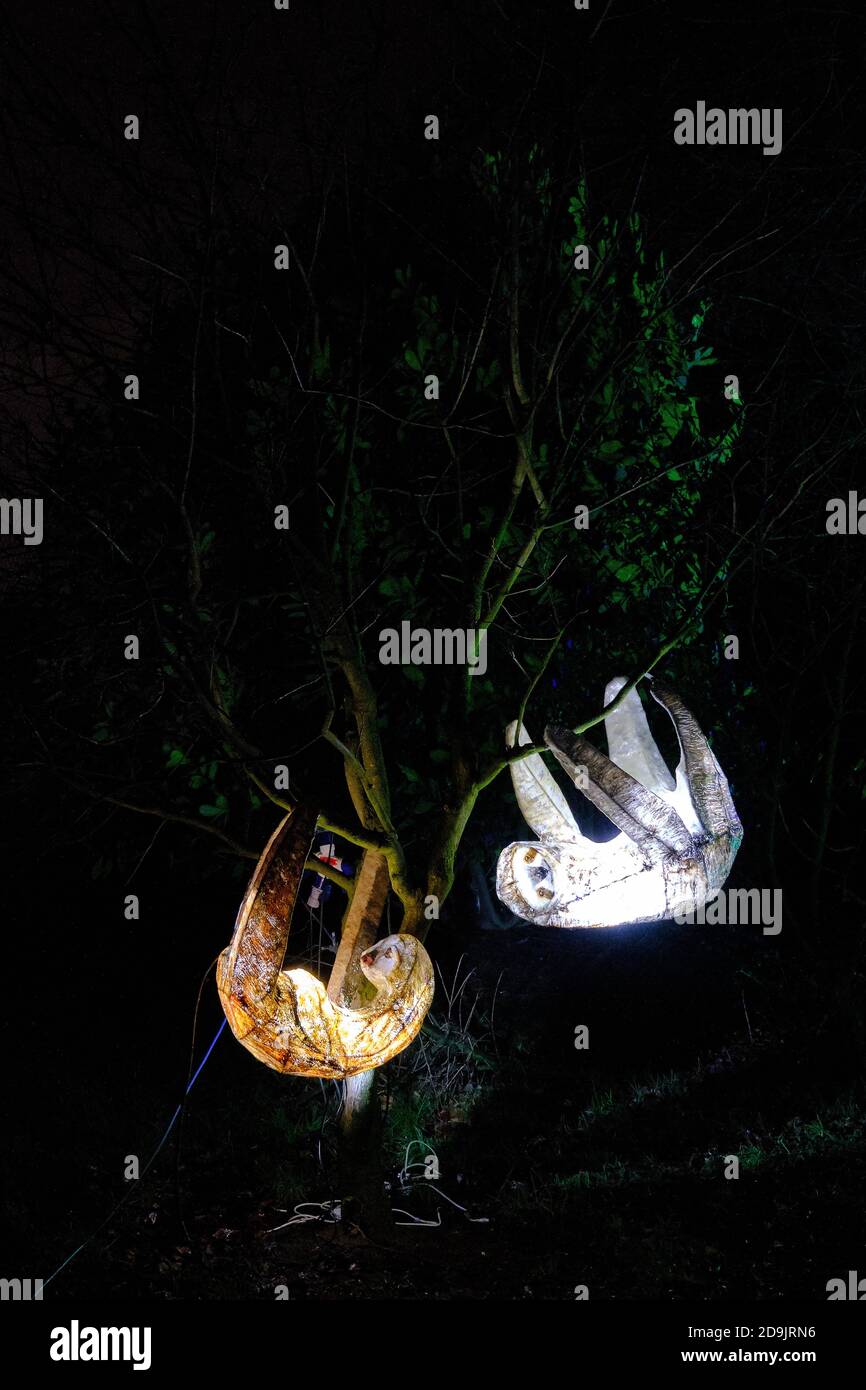 Illuminated sloths suspended in a tree at Chester Zoo's The Lantern winter event. Stock Photo