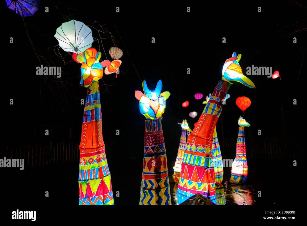 Colourful illuminated patchwork giraffes at Chester Zoo's The Lantern winter event. Stock Photo