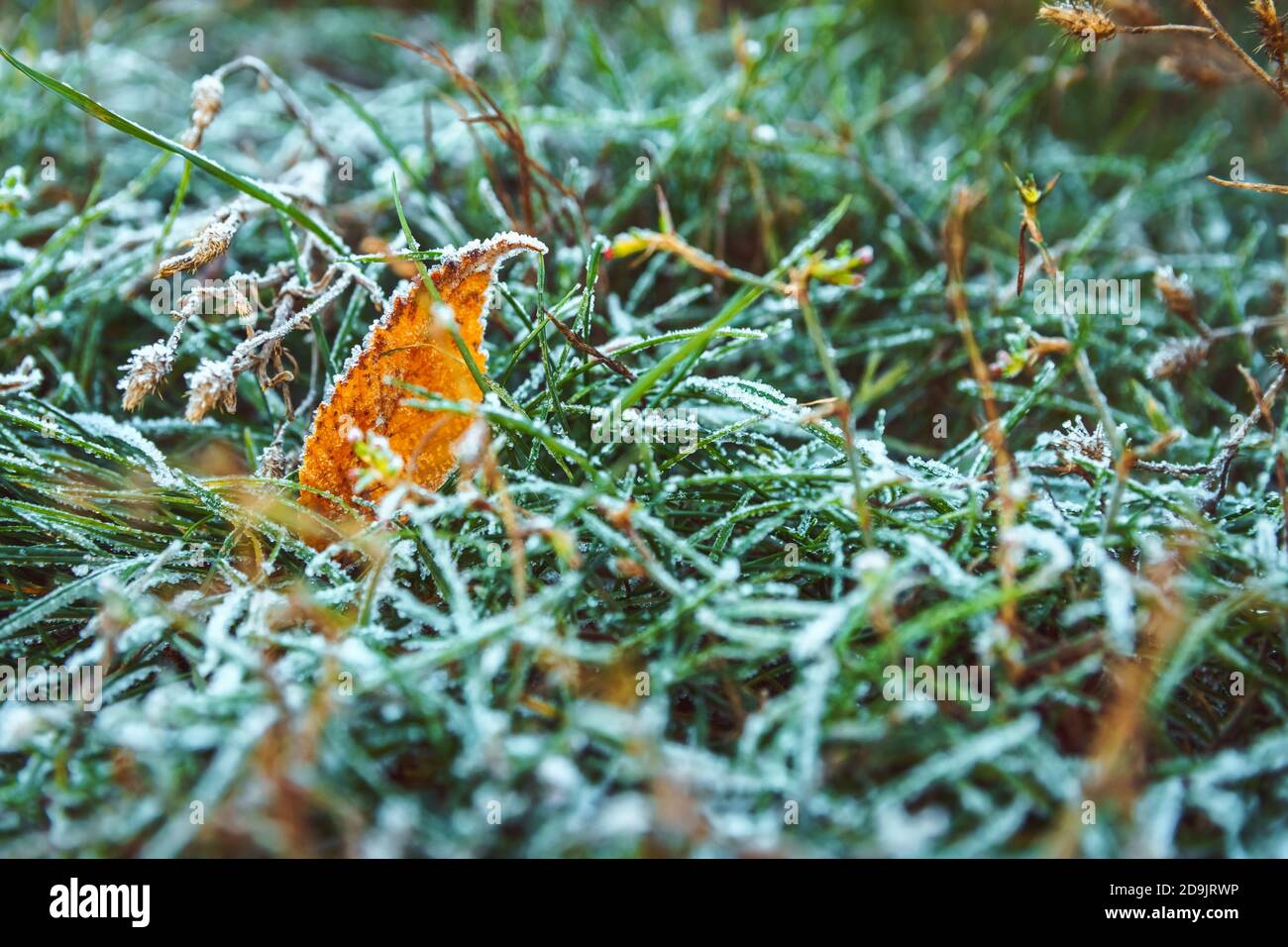 Frozen green grass on autumn time. Early frosts concept Stock Photo - Alamy