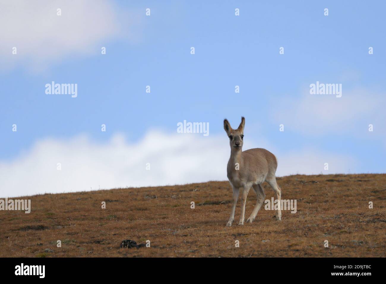 Procapra picticaudata, also known as tibetan gazelle, appears in Cuona county, Shannan city, southwest China's Tibet autonomous region, 20 October 202 Stock Photo