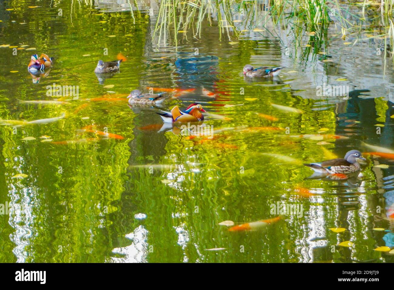 The beautiful autumn scenery in Yuanmingyuan Park in Beijing city, China, 28 October 2020. Stock Photo