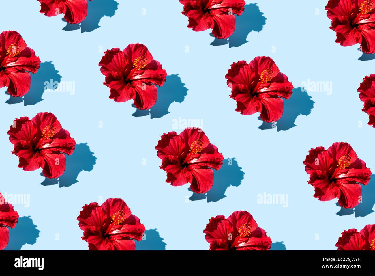 Trendy pop art design of top view hibiscus flower pattern on a blue  background Stock Photo - Alamy