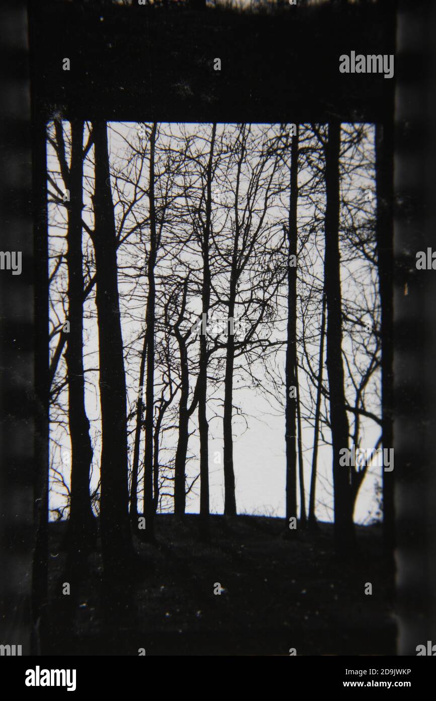 Fine 1970s vintage black and white photography of trees growing in the ...
