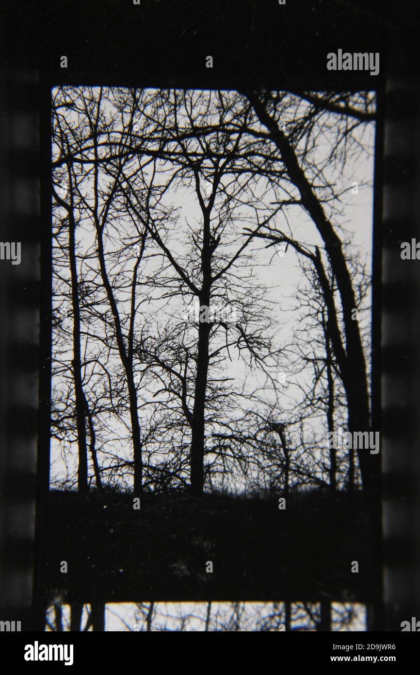 Fine 1970s vintage black and white photography of trees growing in the ...
