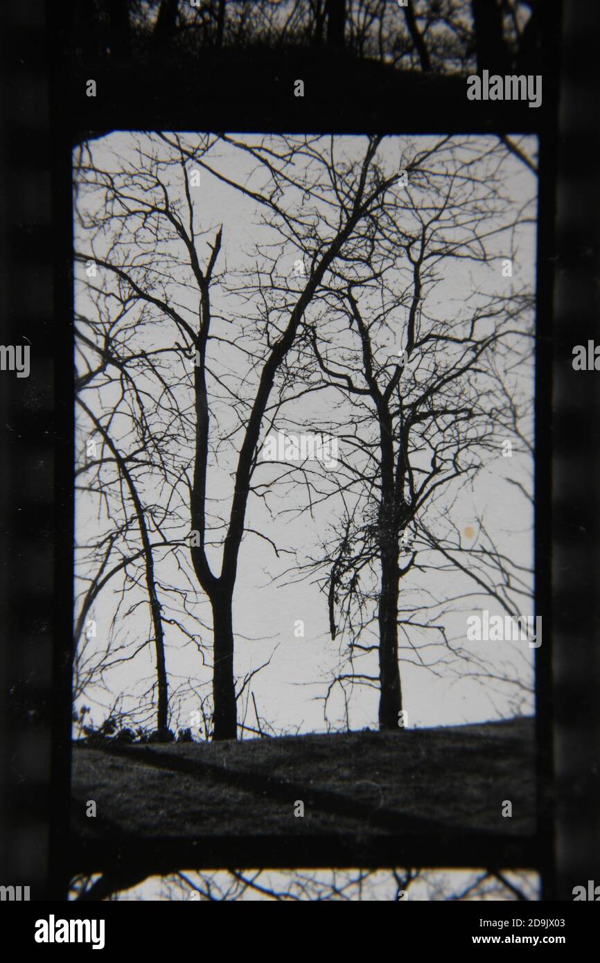 Fine 1970s vintage black and white photography of trees growing in the ...