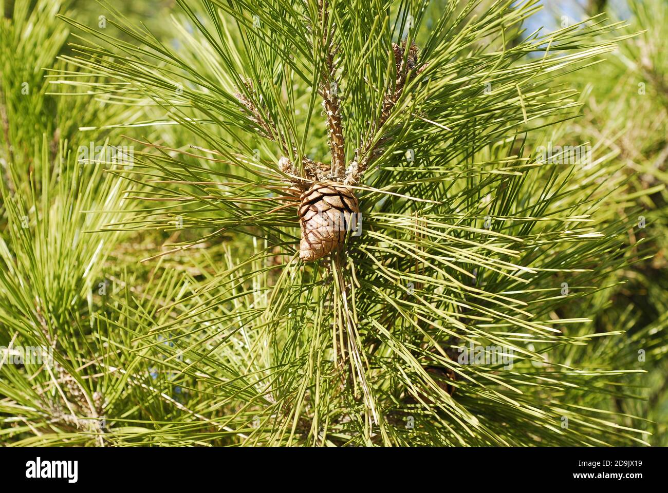 A brown pine cone with many green pine needles Stock Photo