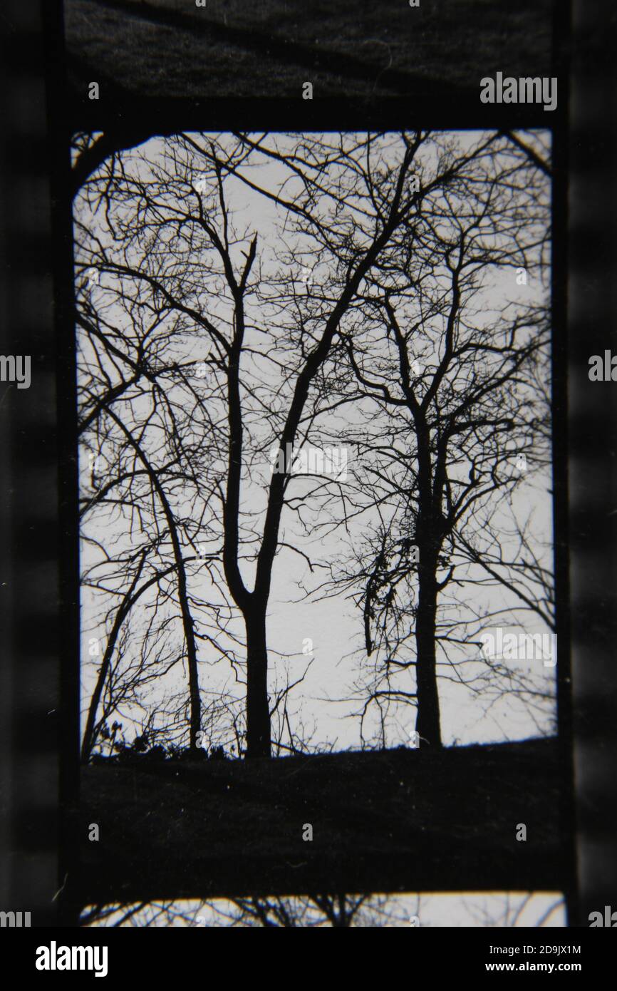 Fine 1970s vintage black and white photography of trees growing in the ...