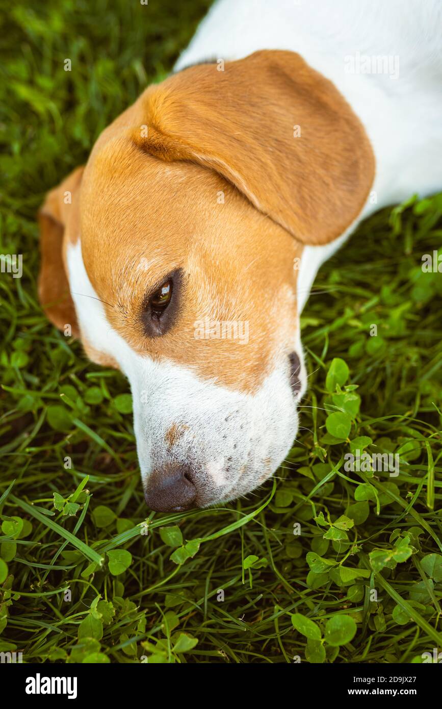 Hound lying in shade hires stock photography and images Alamy