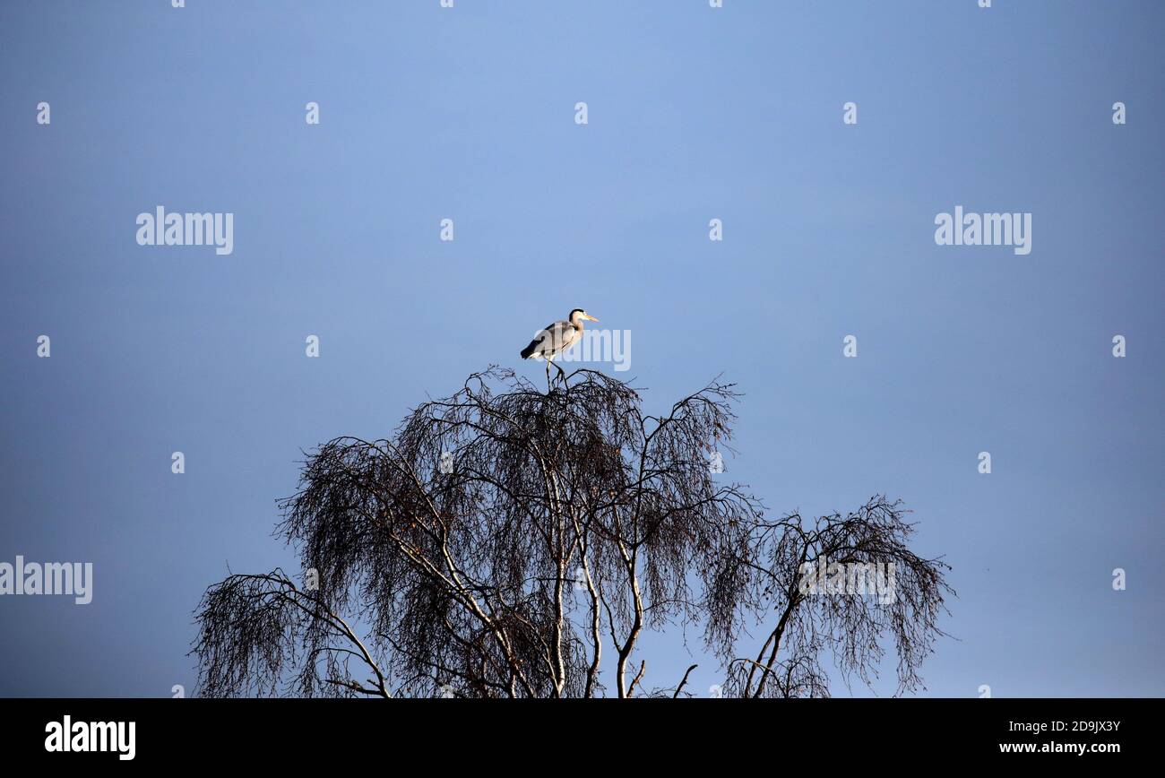 Holme, UK. 06th Nov, 2020. A heron stands atop a tree in front of a blue sky near Holme, Cambridgeshire. Credit: Paul Marriott/Alamy Live News Stock Photo