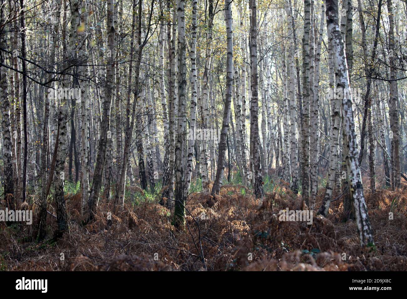 Holme, UK. 06th Nov, 2020. Silver birch trees are seen not that early morning frost and fog have cleared to leave a nice day near Holme, Cambridgeshire. Credit: Paul Marriott/Alamy Live News Stock Photo