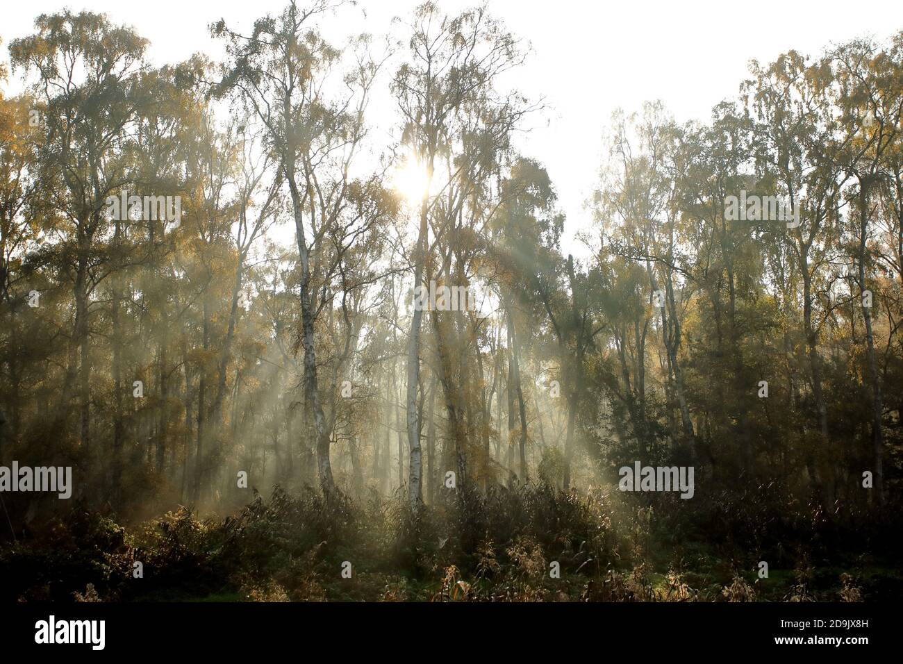 Holme, UK. 06th Nov, 2020. Sun shines behind these trees after early morning frost and fog have cleared to leave a nice sunny day near Holme, Cambridgeshire. Credit: Paul Marriott/Alamy Live News Stock Photo