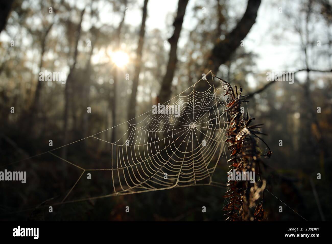 Holme, UK. 06th Nov, 2020. A spider cobweb near Holme, Cambridgeshire. Credit: Paul Marriott/Alamy Live News Stock Photo