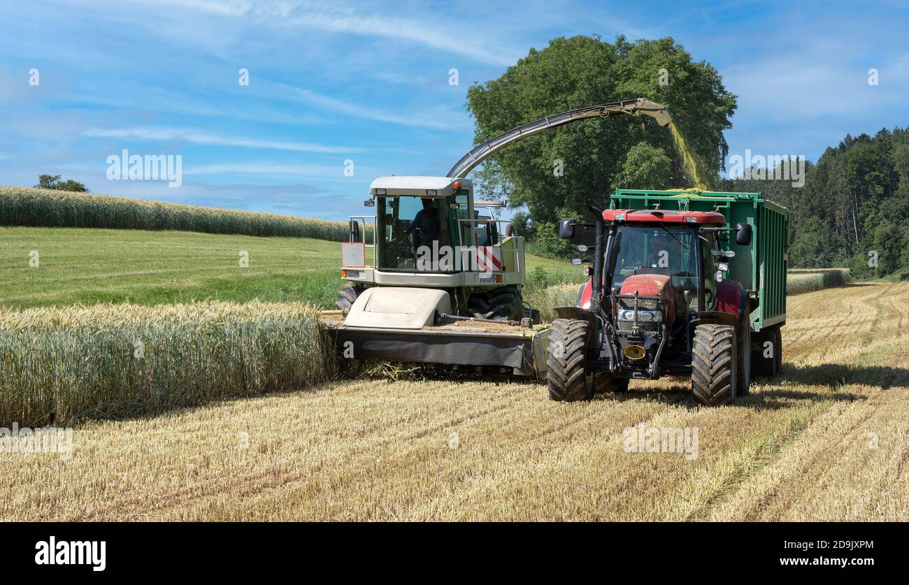 Forage harvester harvests cereal plants for biogas on a field Stock Photo