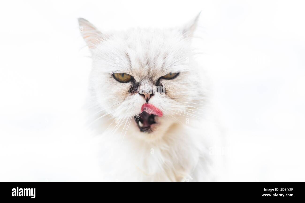White persian cat with black Tear Stains under eyes Stock Photo Alamy