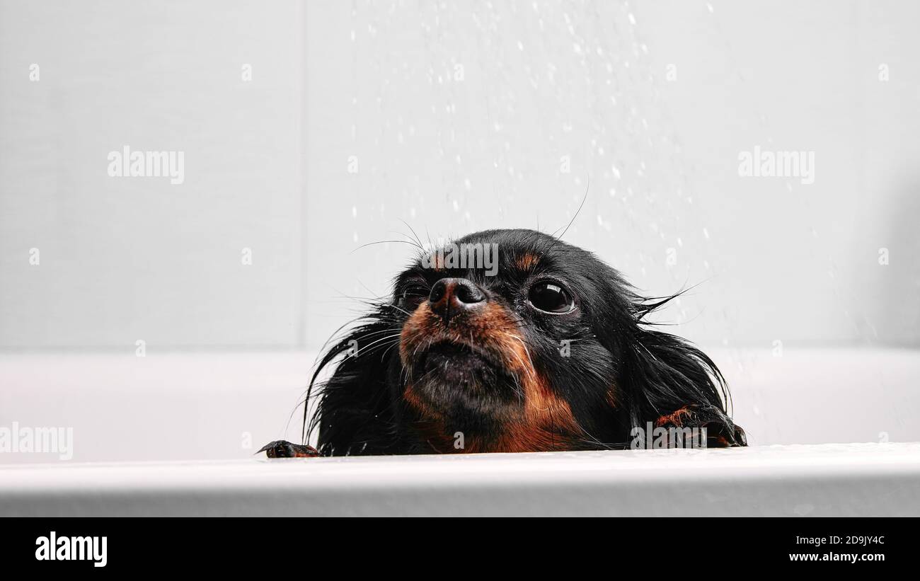 Funny little wet dog in bathroom. Dog takes a shower. Russian Long