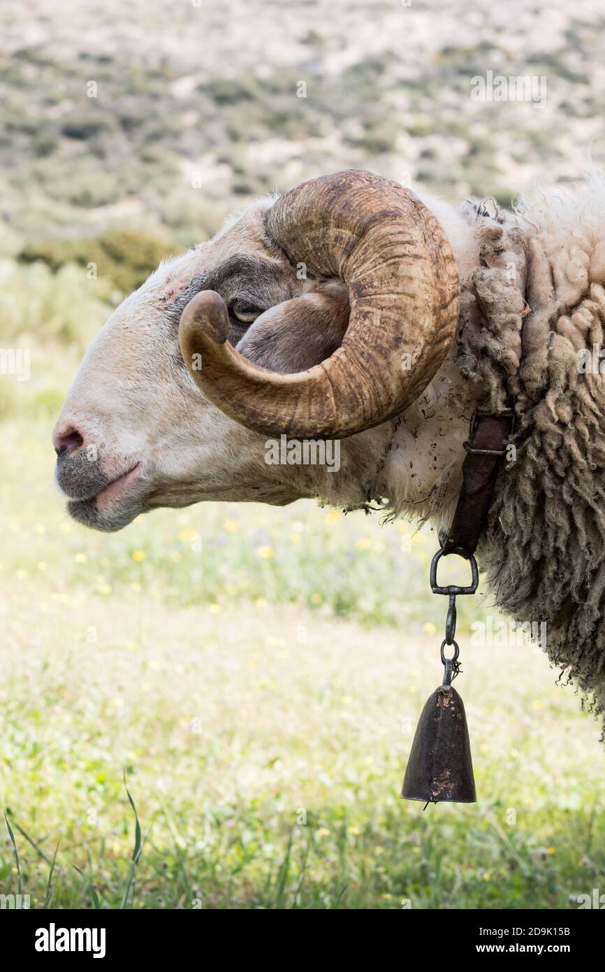 Sheep shop bell collar