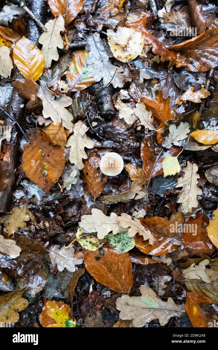 Wild mushroom fungi blending into the surrounding area of autumn leaves in the New Forest, Hampshire, England. Stock Photo