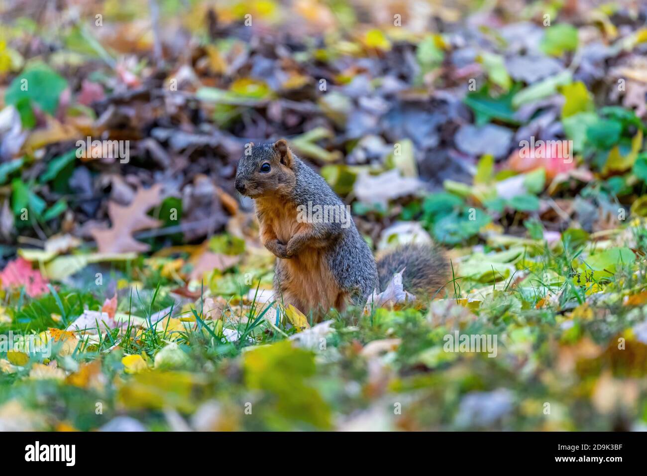A Fox Squirrel(Sciurus niger) standing on it's rear legs amid fallen leaves in Autumn. Stock Photo