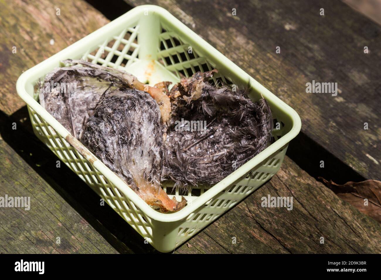 Freshly harvested unprocessed swiflet bird nest, ingredient for nutritious soup. Stock Photo