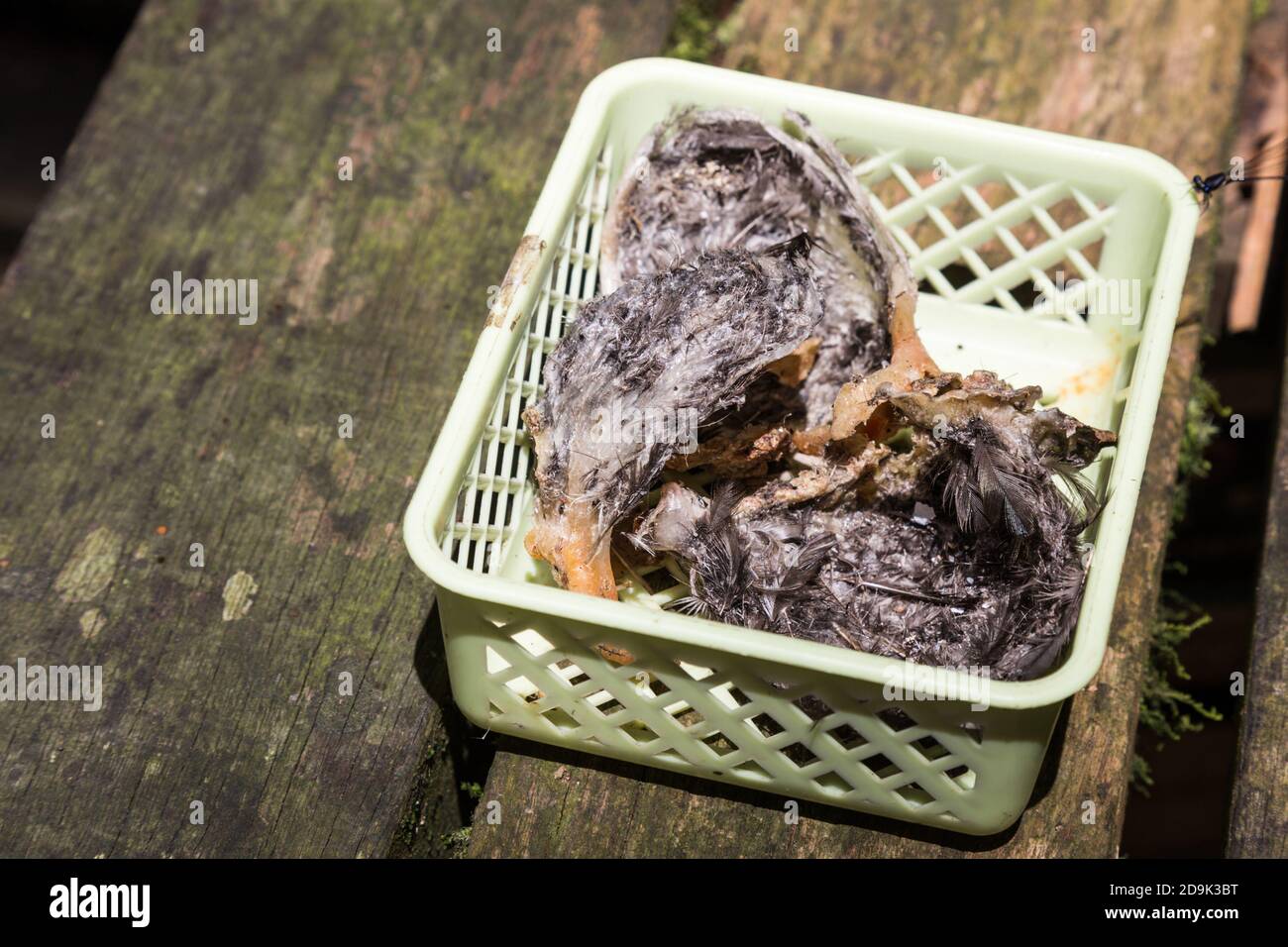 Freshly harvested unprocessed swiflet bird nest, ingredient for