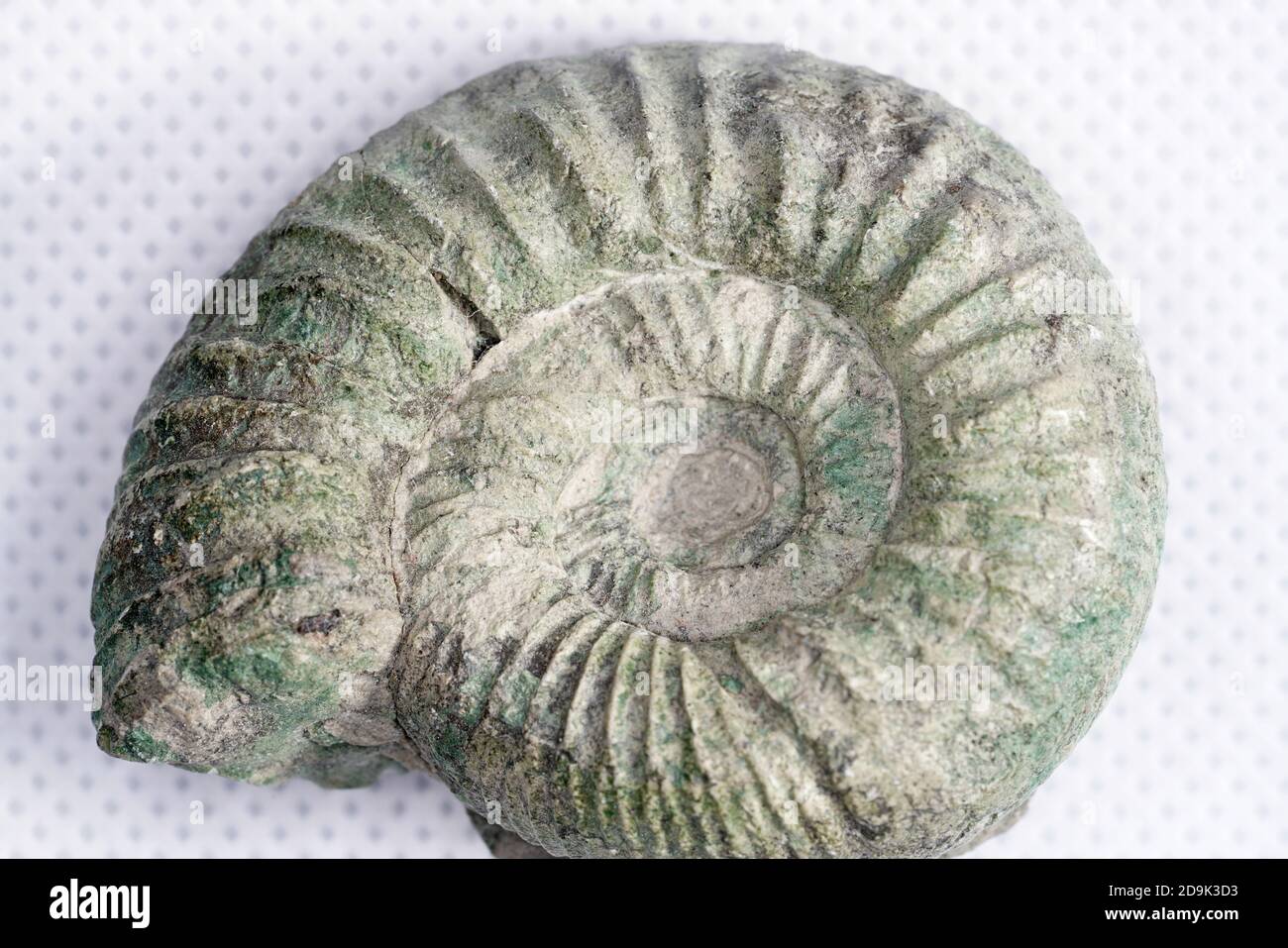 Closeup of an ammonite carapace on a white surface Stock Photo