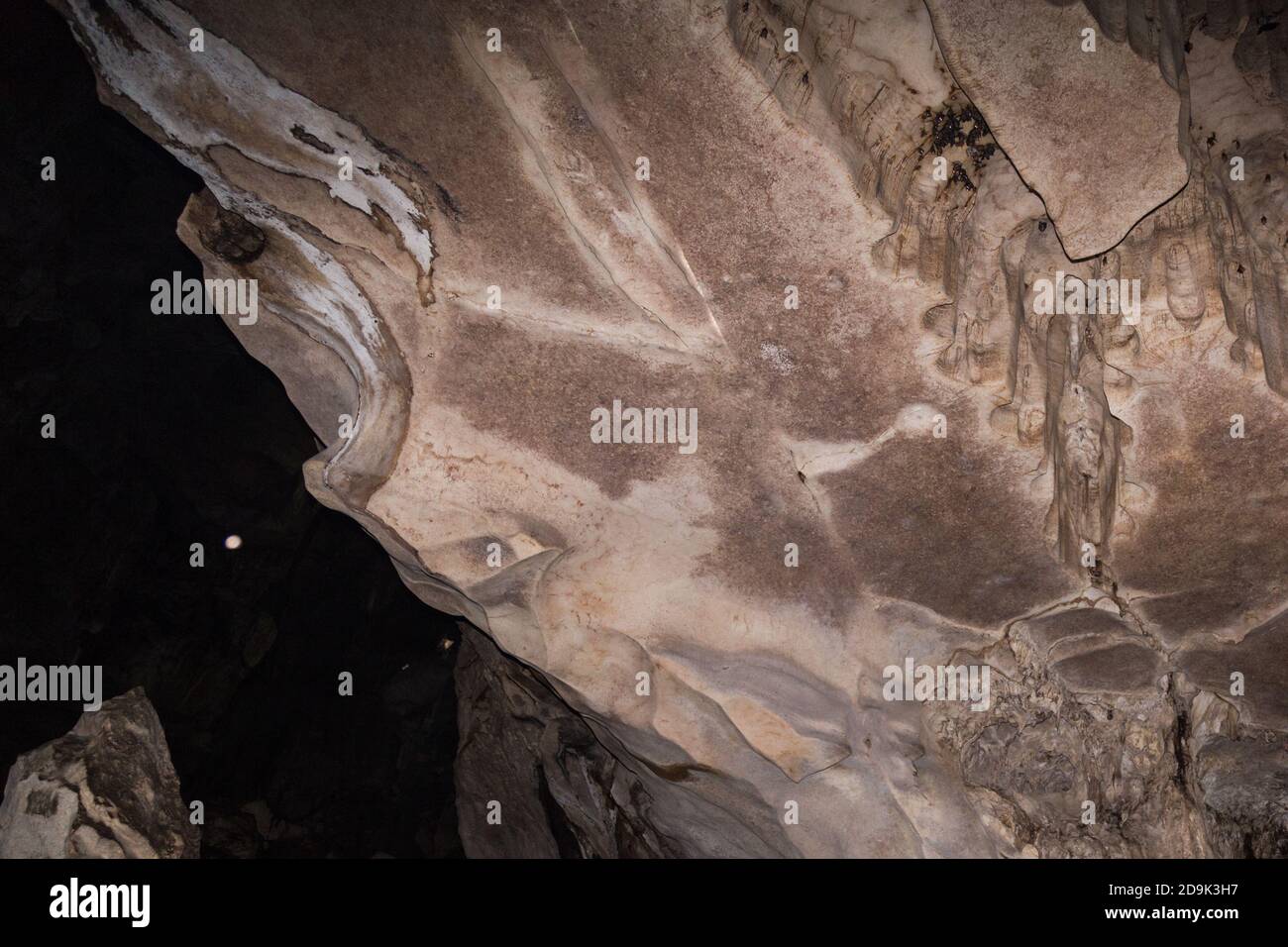 Bats residing on ceiling of the caves at Niah National Park Stock Photo