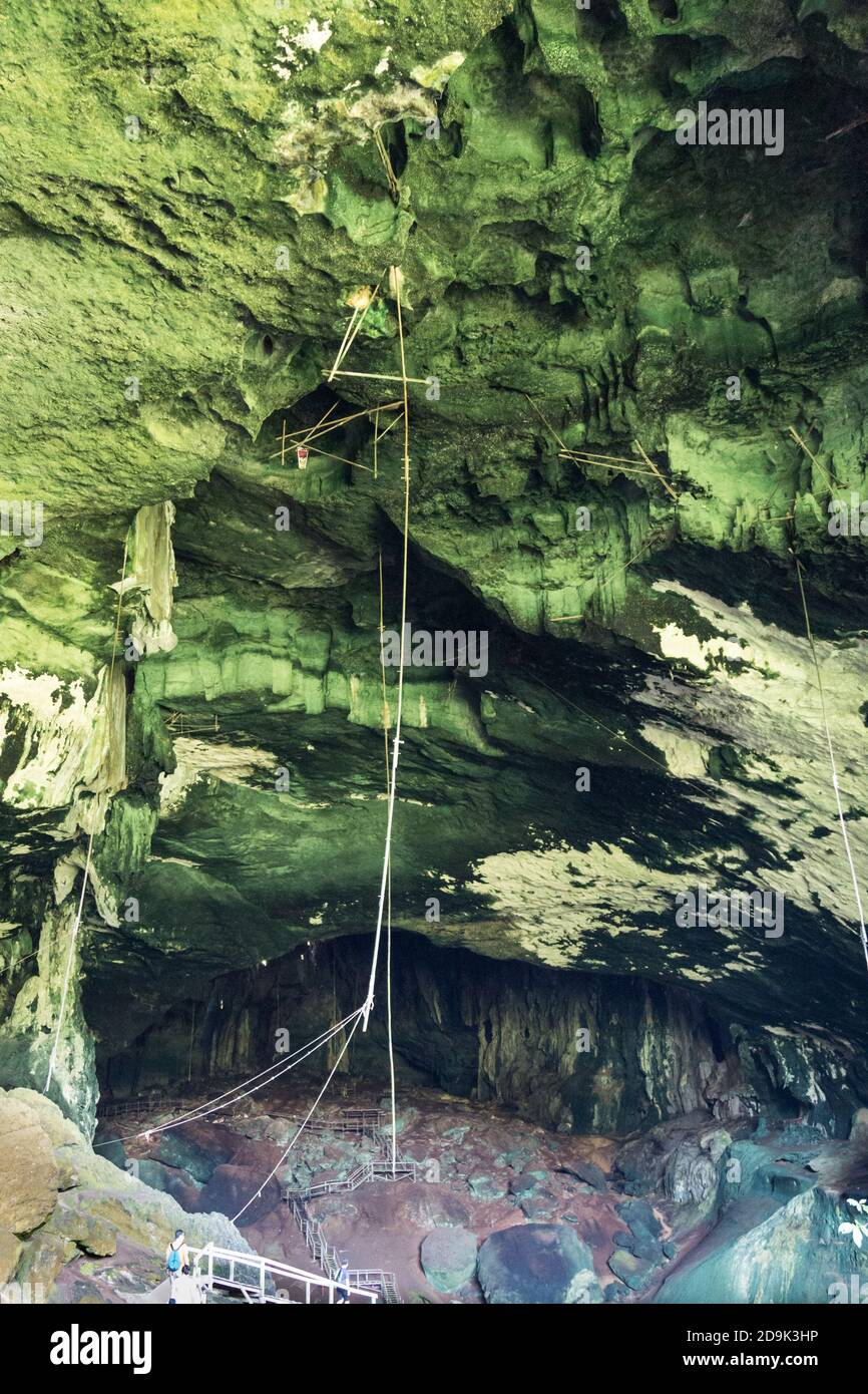 Tools to harvest bird's nest on cave ceiling, Niah Caves Stock Photo - Alamy