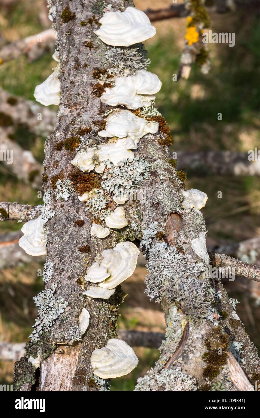 White mushrooms on a dead tree branch Stock Photo - Alamy