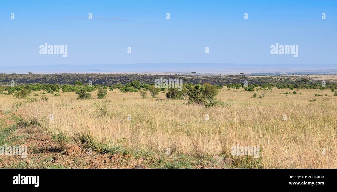 Maasai mara kenya afrique safari hi-res stock photography and images ...