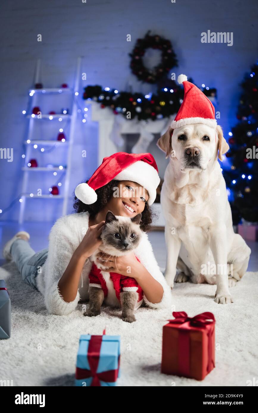 cheerful african american girl cuddling fluffy cat while lying on floor near labrador dog on blurred background Stock Photo