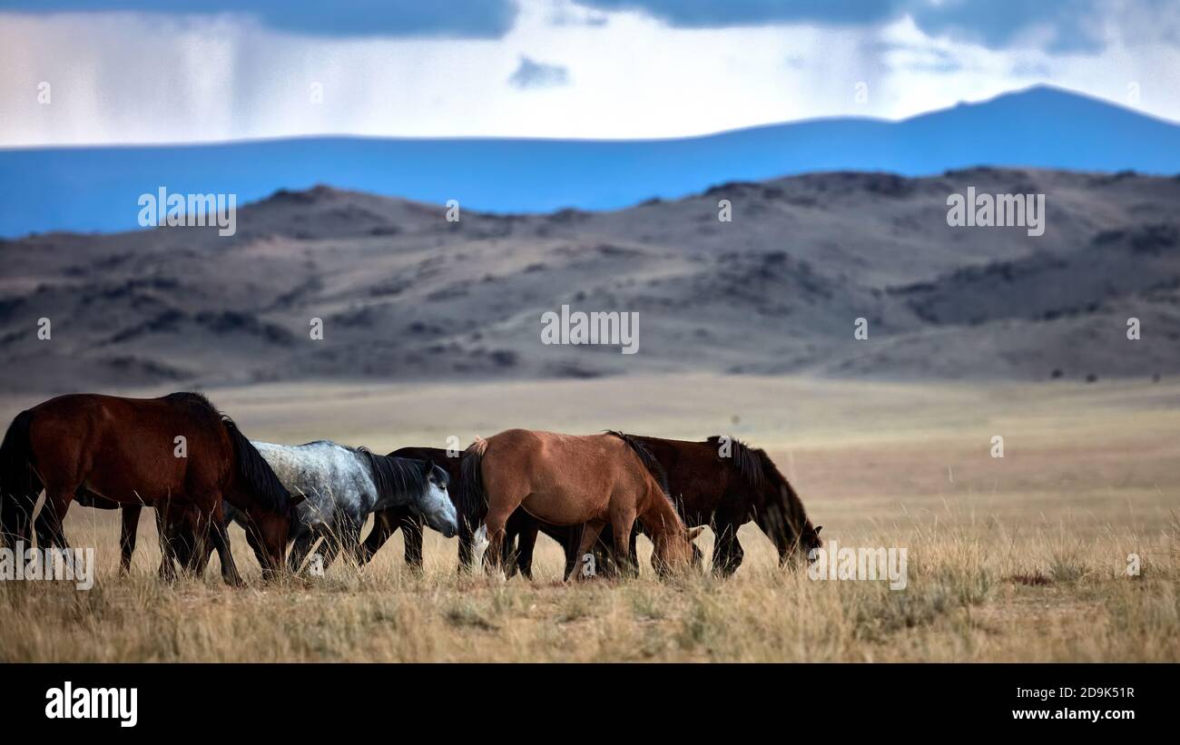 Mongolian horse in Mongolian steppe. Symbol of nomadic life Stock Photo ...