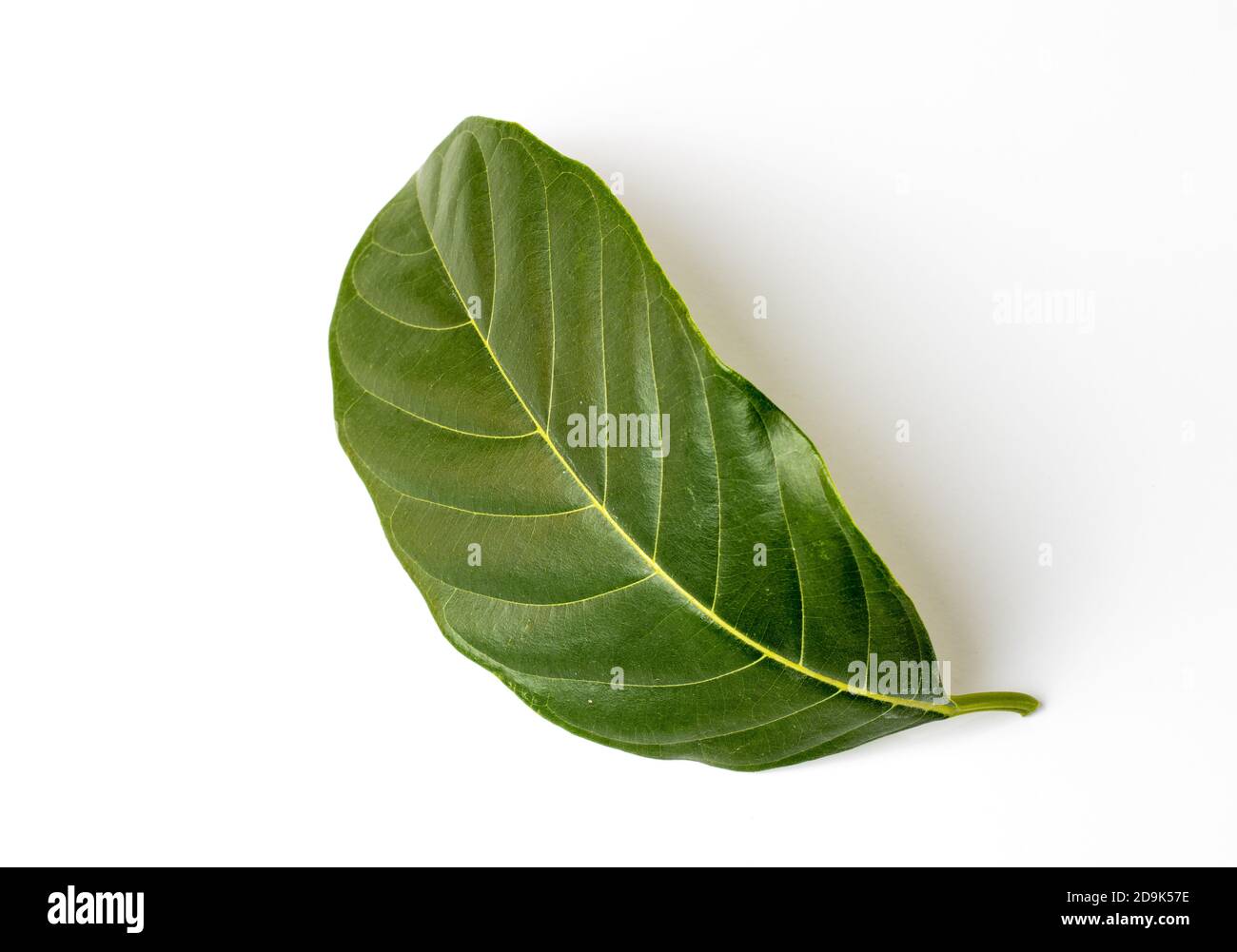 Bend jackfruit leaf isolated on white background Stock Photo